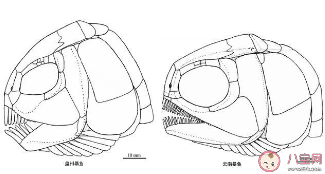贵州2.44亿年前|贵州发现2.44亿年前大型盘州暴鱼是怎么回事 盘州暴鱼是什么物种