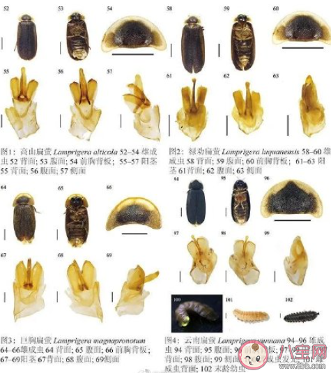 云南发现3个萤火虫新种是怎么回事 萤火虫喜欢生活在哪些地方