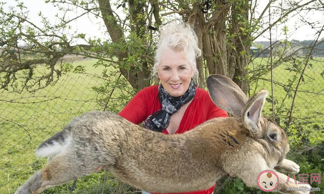世界最大兔子被谁偷了 兔子为什么能长这么大