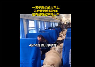 四川一火车上有猪羊成群穿行是怎么回事 这辆火车猪羊为什么可以上