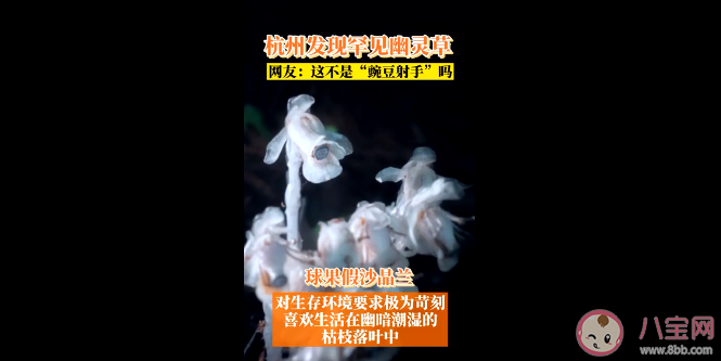 杭州|杭州哪里发现罕见幽灵草 幽灵草是什么