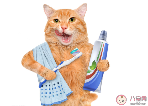 猫咪刷牙|猫咪需要刷牙吗 不刷牙会影响猫咪寿命是真的吗