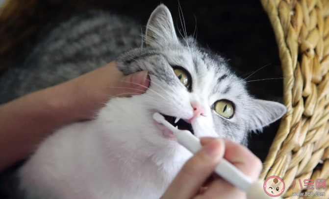 猫咪|猫咪多大可以开始刷牙 猫咪多久刷一次牙比较好