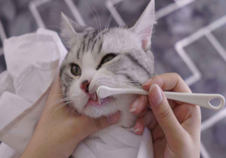 猫咪多大可以开始刷牙 猫咪多久刷一次牙比较好