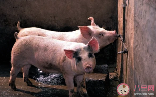 猪肉价格|猪肉价格跌破每斤15元是怎么回事 夏天猪肉还会涨价吗