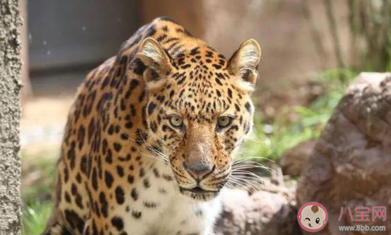 专家判断第3只豹子或已死亡 金钱豹是如何逃出动物园的