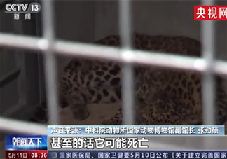 专家判断第3只豹子或已死亡 金钱豹是如何逃出动物园的