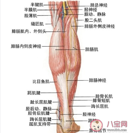 小腿肌肉阻断术瘦腿原理是什么 小腿肌肉阻断术有什么危害