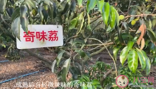 【万爱娱】海口农户36年种出辣椒味荔枝 玫瑰荔和奇味荔你吃过吗