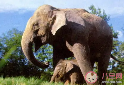 15头亚洲象进入云南峨山县城是怎么回事 这些大象从哪来的