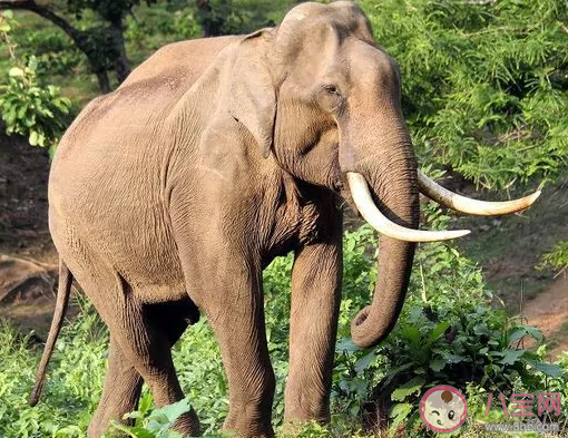 15头亚洲象进入云南峨山县城是怎么回事 这些大象从哪来的