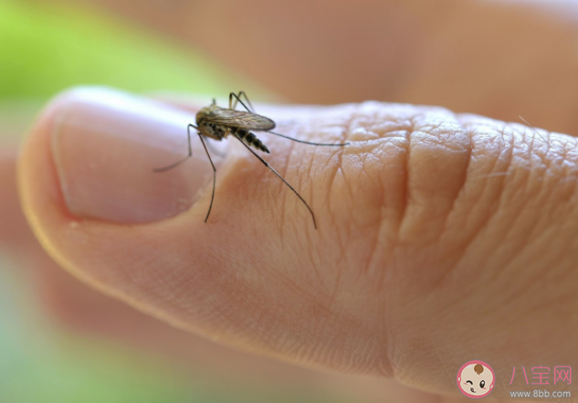 哪3类人最吸引蚊子 被蚊子叮咬后怎么止痒防感染