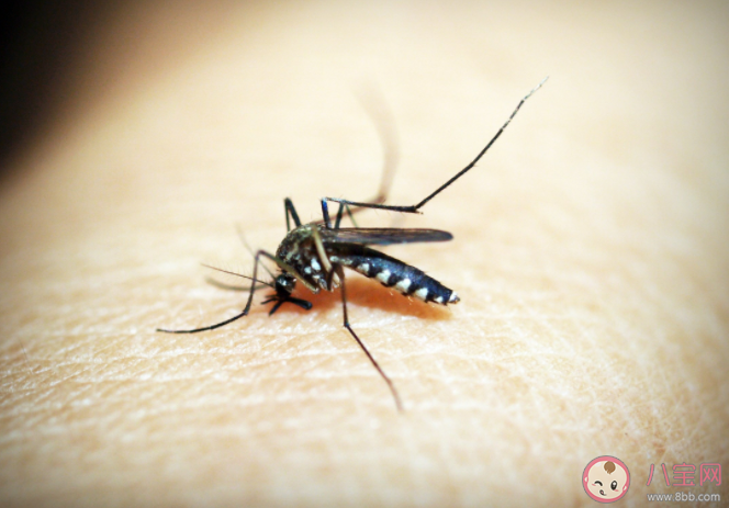 哪3类人最吸引蚊子 被蚊子叮咬后怎么止痒防感染