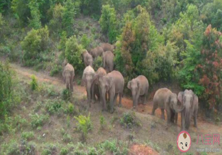 15头野象群迁移目的地是在哪里 象群为什么走出400多公里之远