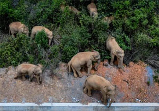 象群最新现身地4吨美味只剩残渣 象群距昆明地界仅两三公里