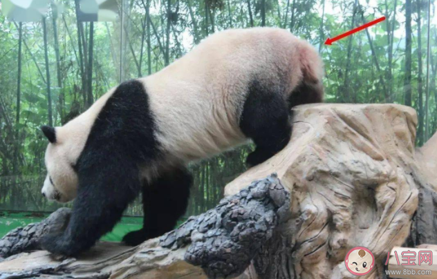 大熊猫|大熊猫的尾巴是什么颜色 熊猫的尾巴有什么作用