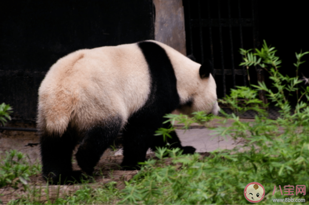大熊猫|大熊猫的尾巴是什么颜色 熊猫的尾巴有什么作用