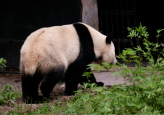 大熊猫的尾巴是什么颜色 熊猫的尾巴有什么作用