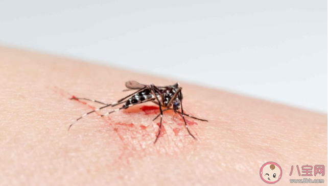 蚊子叮在身体的哪个部位最痒 如何快速止痒消肿不留疤