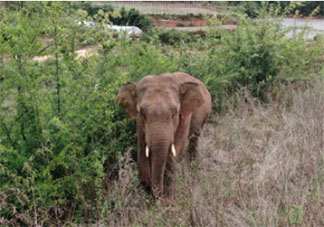云南离群独象掉队12公里 大象之间是怎样交流的