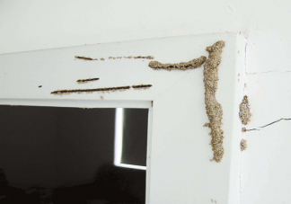 发现家里有白蚁怎么办 怎么预防白蚁带来的危害