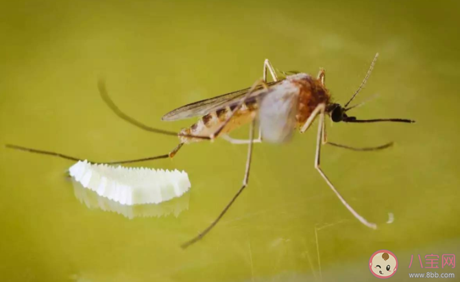 雌蚊子|雌蚊子只需交配一次便可终生产卵 蚊子喜欢在哪儿产卵