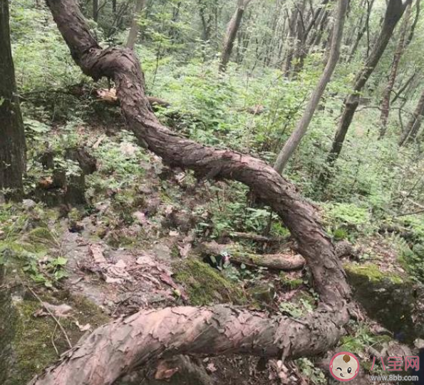 秦岭发现百岁野生猕猴桃树王是真的吗 猕猴桃树一般生长在哪里