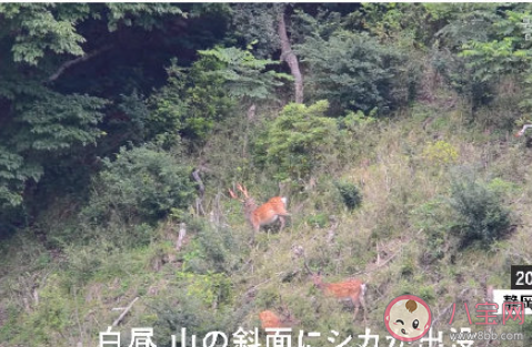 日本静冈梅花鹿泛滥成灾是什么原因 梅花鹿喜欢吃什么