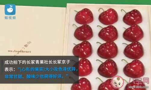 日本青森樱桃一颗3万日元 日本还有哪些天价水果
