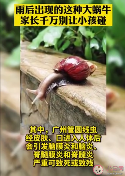 雨后出现的大蜗牛为什么不能碰 非洲大蜗牛有什么危害