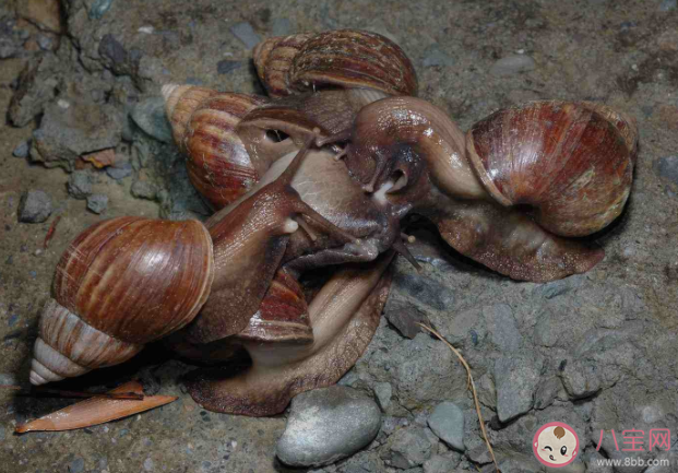 雨后出现的大蜗牛为什么不能碰 非洲大蜗牛有什么危害