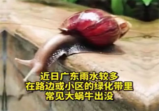 雨后出现的大蜗牛千万别碰是为什么 蜗牛有很多细菌吗