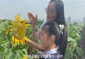 重庆一小学楼顶种14000株向日葵 向日葵代表着什么