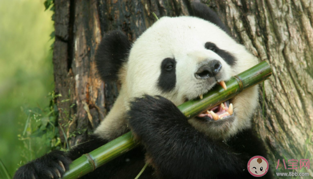 租借大熊猫|国外租借大熊猫的费用是多少 为什么国外要抢着租借大熊猫