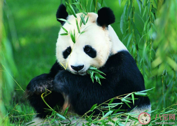 租借大熊猫|国外租借大熊猫的费用是多少 为什么国外要抢着租借大熊猫