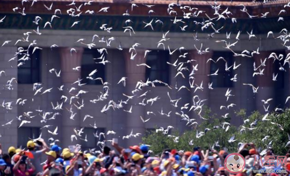 10万羽和平鸽是从哪里来的 ​10万和平鸽回家途中如何不迷路