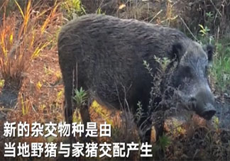 日本福岛出现放射性杂交野猪 碰到野猪该怎么办