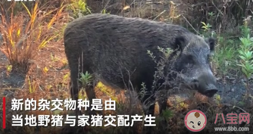 日本福岛出现放射性杂交野猪 碰到野猪该怎么办
