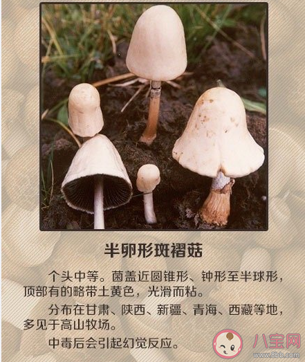 如何辨别有毒蘑菇 关于毒蘑菇的一些常识认知误区