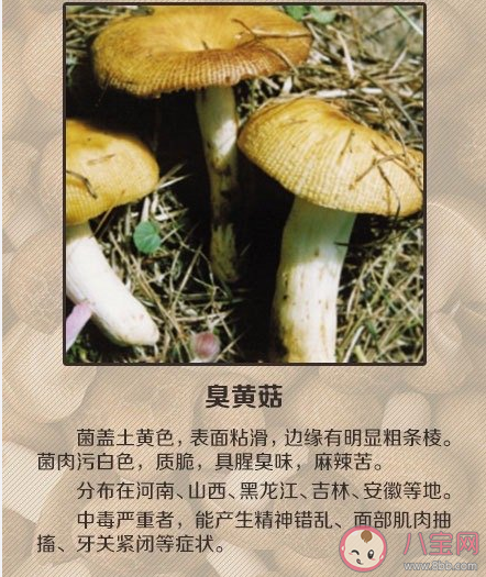 误食毒蘑菇怎么自救 怎么远离毒蘑菇