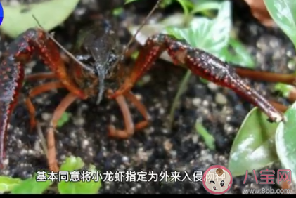 日本拟将小龙虾指定为外来入侵物种 为什么小龙虾是外来入侵物种