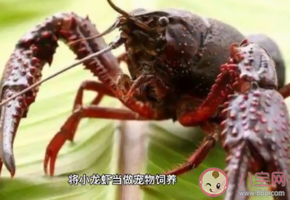 日本小龙虾|日本拟将小龙虾指定为外来入侵物种 为什么小龙虾是外来入侵物种