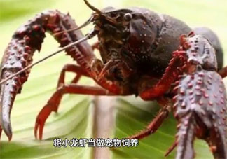 日本拟将小龙虾指定为外来入侵物种 为什么小龙虾是外来入侵物种