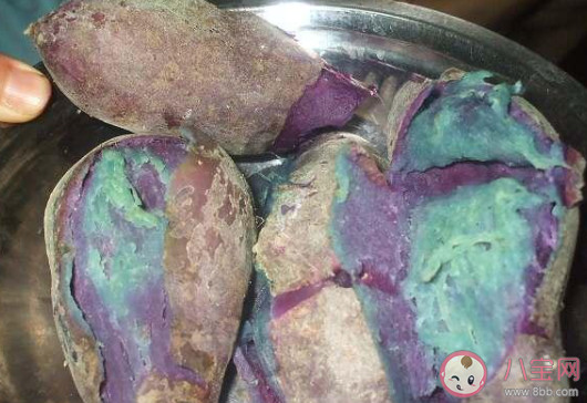 紫薯煮熟后|有些紫薯煮熟后会变成蓝色是因为 蚂蚁庄园7月9日答案介绍