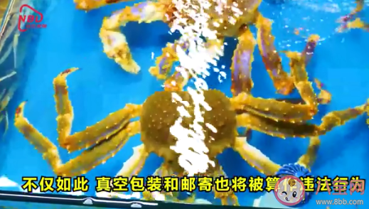 英国拟禁止煮食龙虾螃蟹等活物 在英国小龙虾章鱼螃蟹是保护动物吗