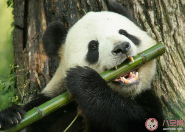 大熊猫除了竹子还吃啥 大熊猫降级还是国家一级保护动物吗