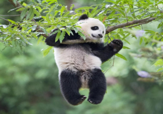 大熊猫除了竹子还吃啥 大熊猫降级还是国家一级保护动物吗