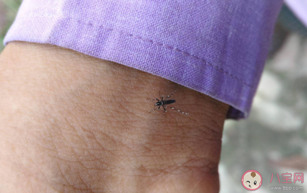 北京首次发布蚊虫叮咬指数 蚊虫叮咬共分为哪几个等级