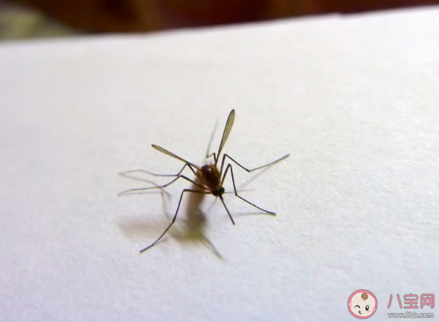 为什么空调房里没有蚊子 为什么蚊子会怕冷