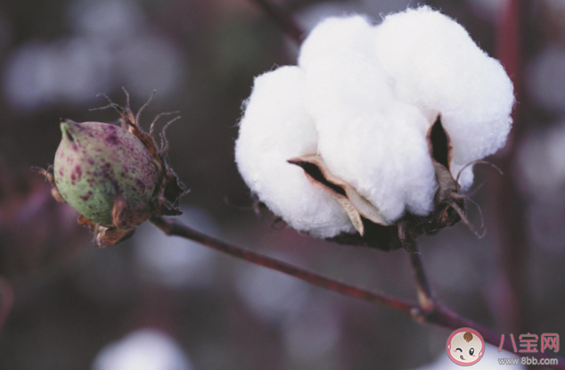 棉花|蚂蚁庄园棉花是植物的花吗 7月29日答案解析